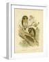 Boobook Owl, 1891-Gracius Broinowski-Framed Giclee Print