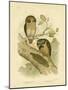 Boobook Owl, 1891-Gracius Broinowski-Mounted Giclee Print