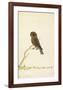 Boobook owl, c. 1790-1800-null-Framed Art Print