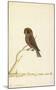 Boobook owl, c. 1790-1800-null-Mounted Art Print