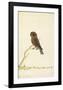 Boobook owl, c. 1790-1800-null-Framed Art Print