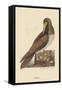 Booby-Mark Catesby-Framed Stretched Canvas