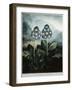 Book Illustration of a Group of Auriculas-null-Framed Giclee Print