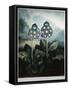 Book Illustration of a Group of Auriculas-null-Framed Stretched Canvas