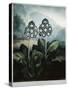 Book Illustration of a Group of Auriculas-null-Stretched Canvas