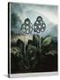 Book Illustration of a Group of Auriculas-null-Stretched Canvas