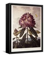 Book Illustration of a Pontic Rhododendron-null-Framed Stretched Canvas