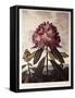 Book Illustration of a Pontic Rhododendron-null-Framed Stretched Canvas