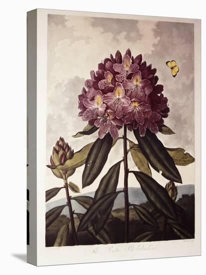 Book Illustration of a Pontic Rhododendron-null-Stretched Canvas