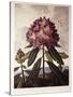 Book Illustration of a Pontic Rhododendron-null-Stretched Canvas