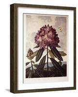 Book Illustration of a Pontic Rhododendron-null-Framed Giclee Print