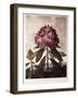 Book Illustration of a Pontic Rhododendron-null-Framed Giclee Print