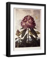 Book Illustration of a Pontic Rhododendron-null-Framed Giclee Print