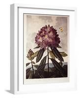 Book Illustration of a Pontic Rhododendron-null-Framed Giclee Print