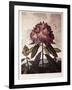 Book Illustration of a Pontic Rhododendron-null-Framed Giclee Print