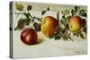 Book Illustration of Apples-Fairfax Muckler-Stretched Canvas