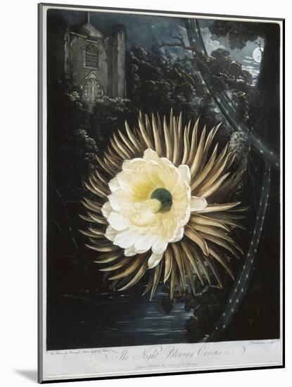 Book Illustration of the Night Blowing Cereus-null-Mounted Giclee Print