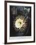 Book Illustration of the Night Blowing Cereus-null-Framed Giclee Print