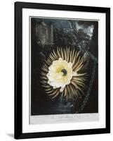 Book Illustration of the Night Blowing Cereus-null-Framed Giclee Print