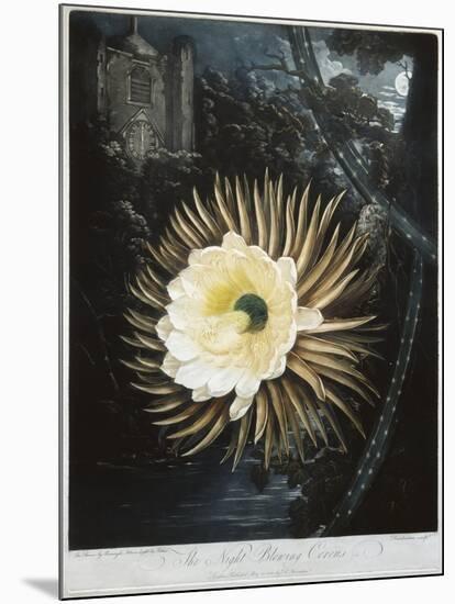 Book Illustration of the Night Blowing Cereus-null-Mounted Giclee Print