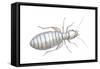 Book Louse (Liposcelis Divinatorius), Insects-Encyclopaedia Britannica-Framed Stretched Canvas