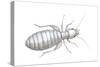 Book Louse (Liposcelis Divinatorius), Insects-Encyclopaedia Britannica-Stretched Canvas