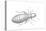 Book Louse (Liposcelis Divinatorius), Insects-Encyclopaedia Britannica-Stretched Canvas