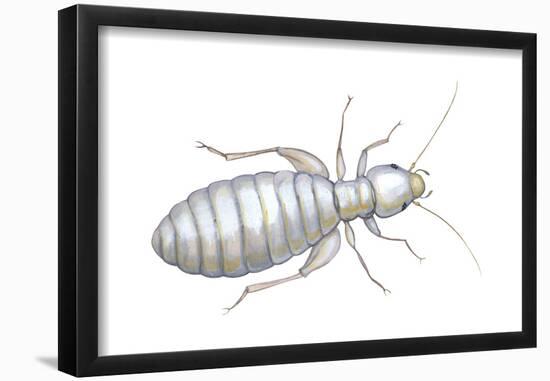 Book Louse (Liposcelis Divinatorius), Insects-Encyclopaedia Britannica-Framed Poster