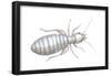 Book Louse (Liposcelis Divinatorius), Insects-Encyclopaedia Britannica-Framed Poster