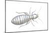 Book Louse (Liposcelis Divinatorius), Insects-Encyclopaedia Britannica-Mounted Poster