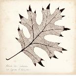 Black Oak Leaf-Booker Morey-Art Print