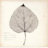 Black Oak Leaf-Booker Morey-Art Print