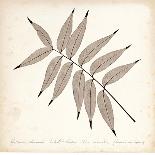 Fern Inspiration-Booker Morey-Art Print