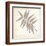Brown Frame