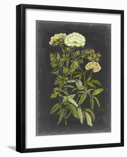 Bookplate Floral I-Naomi McCavitt-Framed Art Print