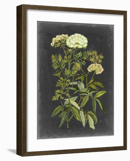 Bookplate Floral I-Naomi McCavitt-Framed Art Print