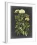 Bookplate Floral I-Naomi McCavitt-Framed Art Print