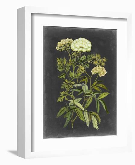 Bookplate Floral I-Naomi McCavitt-Framed Art Print