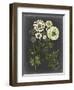 Bookplate Floral II-Naomi McCavitt-Framed Art Print