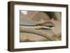 Boomslang (Dispholidus Typus) Neonate Snake On Aloe-Tony Phelps-Framed Photographic Print