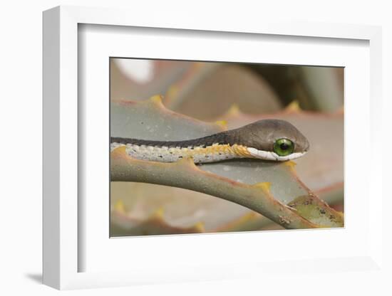 Boomslang (Dispholidus Typus) Neonate Snake On Aloe-Tony Phelps-Framed Photographic Print