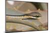 Boomslang (Dispholidus Typus) Neonate Snake On Aloe-Tony Phelps-Mounted Photographic Print