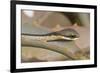 Boomslang (Dispholidus Typus) Neonate Snake On Aloe-Tony Phelps-Framed Photographic Print