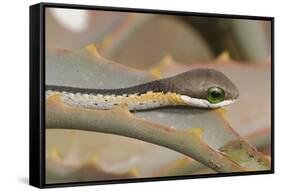 Boomslang (Dispholidus Typus) Neonate Snake On Aloe-Tony Phelps-Framed Stretched Canvas