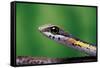 Boomslang juvenile, venomous back-fanged snake, South Africa-Chris Mattison-Framed Stretched Canvas