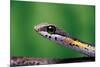 Boomslang juvenile, venomous back-fanged snake, South Africa-Chris Mattison-Mounted Photographic Print