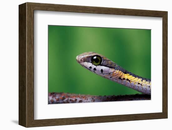 Boomslang juvenile, venomous back-fanged snake, South Africa-Chris Mattison-Framed Photographic Print