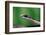 Boomslang juvenile, venomous back-fanged snake, South Africa-Chris Mattison-Framed Photographic Print