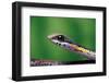 Boomslang juvenile, venomous back-fanged snake, South Africa-Chris Mattison-Framed Photographic Print