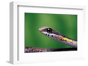 Boomslang juvenile, venomous back-fanged snake, South Africa-Chris Mattison-Framed Photographic Print